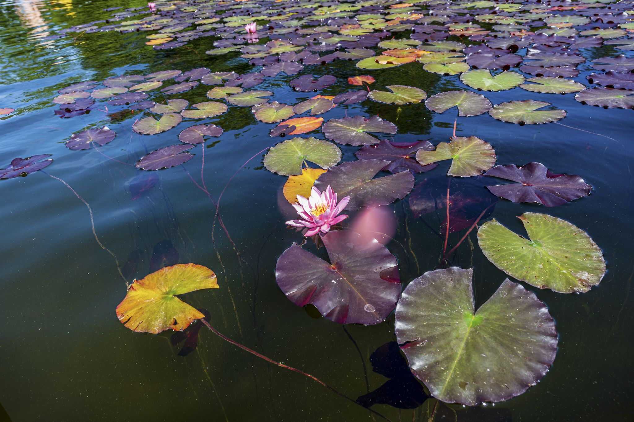 Kajaktour Staffelsee 12.06.22